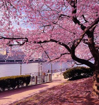 Cherry Blossom at Roosevelt Island