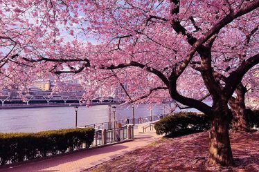 Cherry Blossom at Roosevelt Island