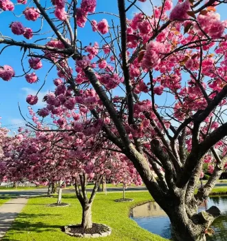Cherry Blossom Argyle Park