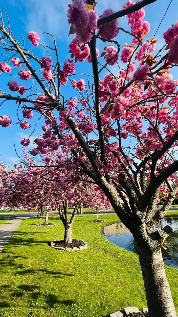 Cherry Blossom Argyle Park