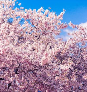 Cherry Blossom Festival New Jersey