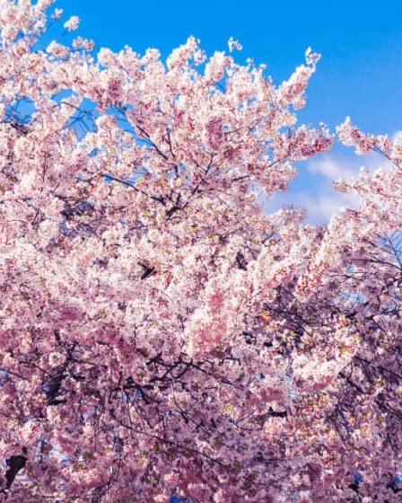 Cherry Blossom Festival New Jersey