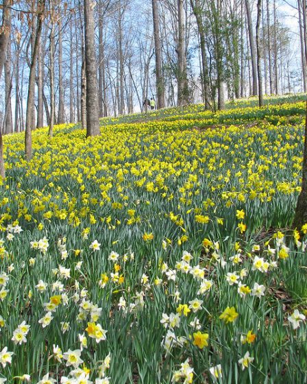 Daffodil at Gibbs Garden