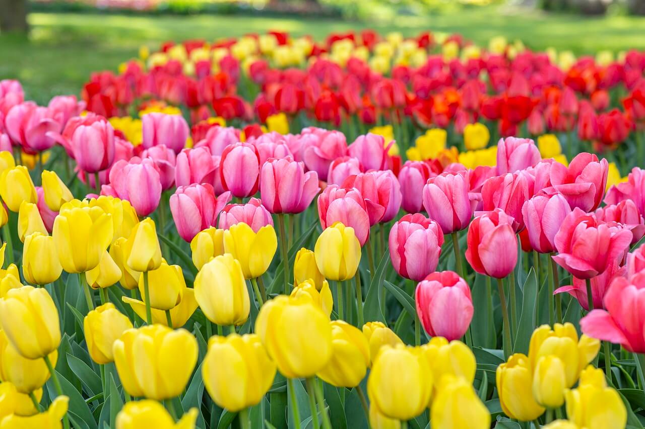 A Guide to New Jersey's Tulip Festival Dates, Locations, and More