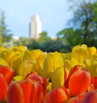 Tulip at Washington Park