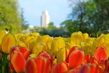 Tulip at Washington Park