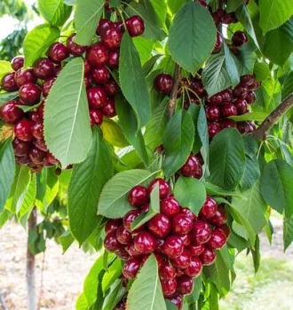 Cherry Picking NY
