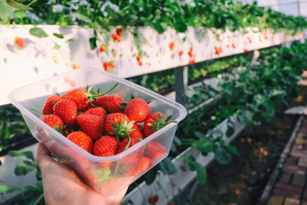 Strawberry Picking NJ