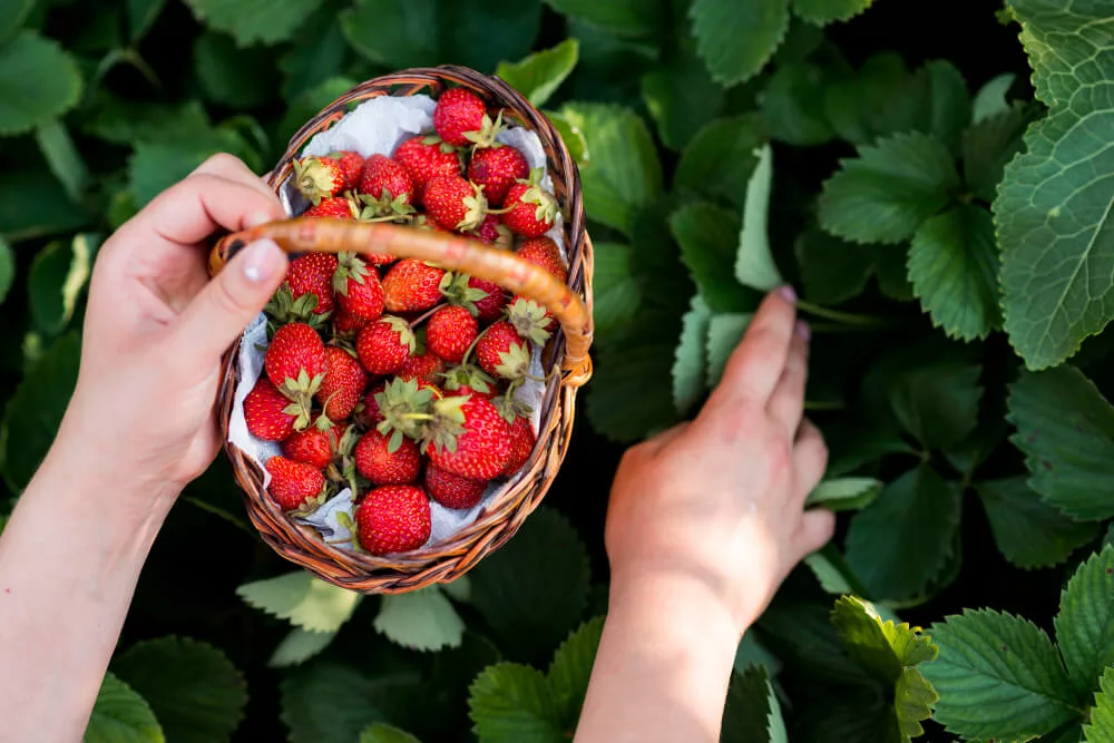 Strawberry Picking in NJ