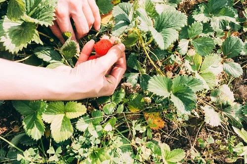 Strawberry Picking in New Jersey