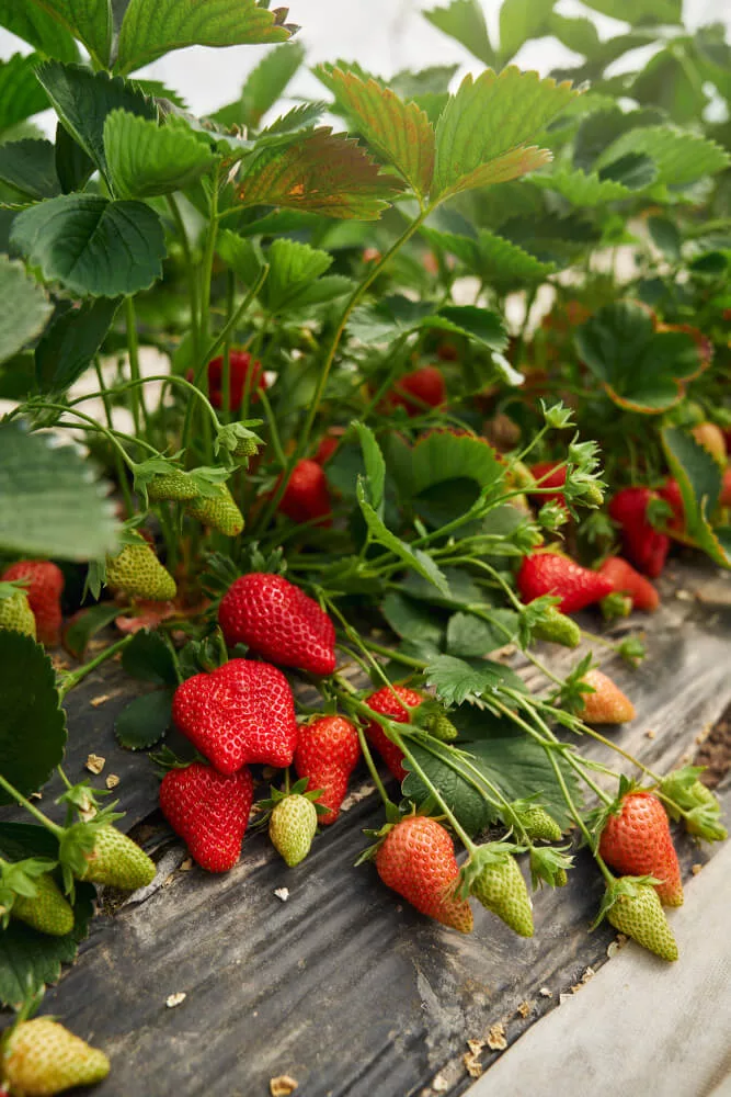 strawberry farms ny