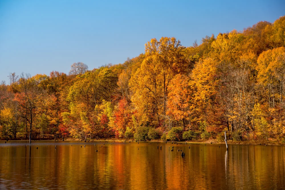 Fall Foliage in Long Island
