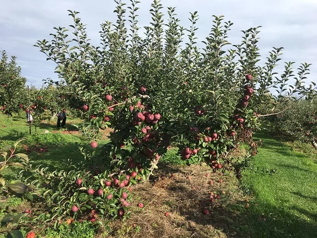 apple picking farm in long island